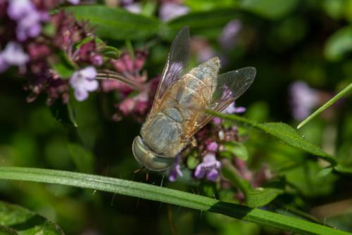 Réf. 243 322 : Atylotus rusticus